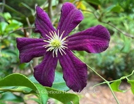 Clematis 'Gizela' is a large-flowered clematis in deep velvety purple. It grows 3-4’ in height.  From Poland.