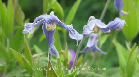 Clematis integrifolia, or solitary clematis produces lovely dangling blue flowers with flaring tepals and bloom from late spring through summer.