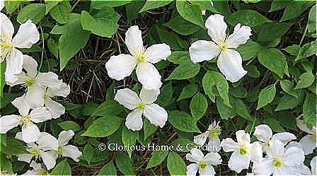 Clematis montana 'Grandiflora' has large white scented flowers.
