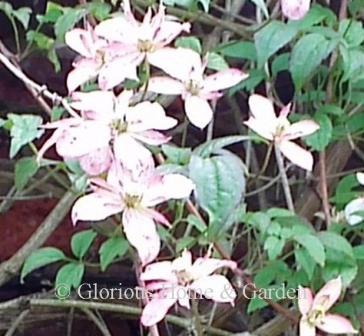 Clematis montana 'Marjorie' has semi-double flowsers in peachy-pink.