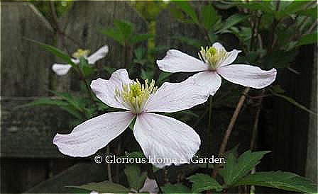 Clematis montana var. rubens has pale pink to pink flowers and blooms in spring.  A vigorous vine, it can reach 20-30.'