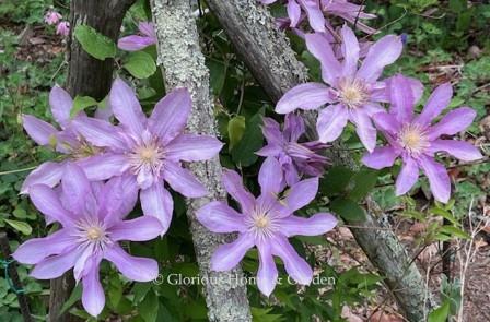 Clematis 'Proteus' is a heritage variety dating back to 1876.  Like the Greek god it is named after who could change his shape. it can produce single, semi-double, or double flowers in shades of mauve-pink.  ‘Proteus’ can grow from 7-10’ h. and will grow in partial shade.