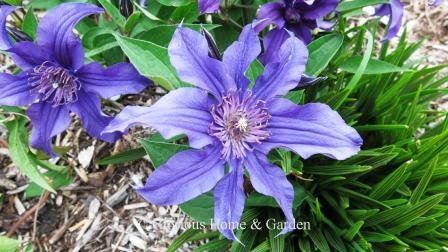 Clematis x hybrida 'Sapphire Indigo' is a beautiful blue-violet non-vining clematis, but can reach 3.'  Lovely when allowed to intermingle with other perennials in the border.