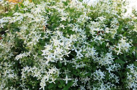 Clematis terniflora