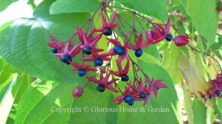 Image of Flowering Clerodendrun trichotomum shrub