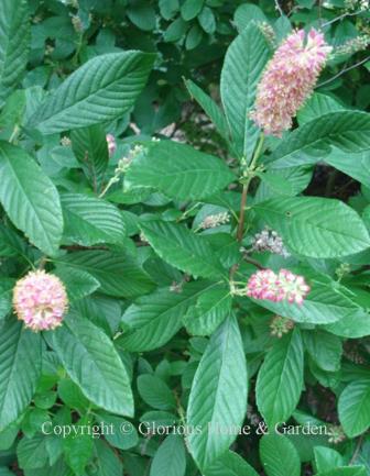 Clethra alnifolia 'Ruby Spice'