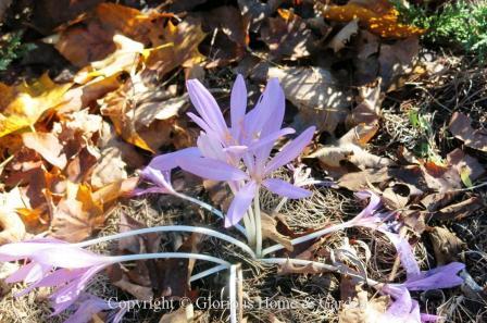 Colchicum byzantinum has lavender-pink blooms with a paler center stripe for a star-like effect.