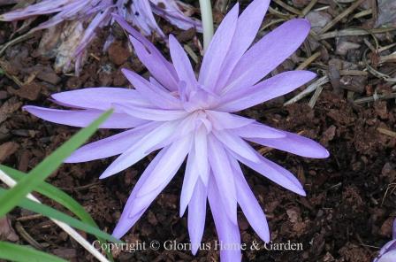 Colchicum 'Waterlily' is a beautiful double flowered colchicum hybrid in purple-pink.
