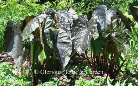 Colocasia esculenta 'Diamond Head'
