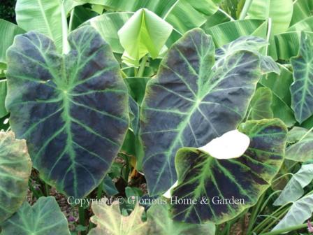 Colocasia esculenta 'Illustris'