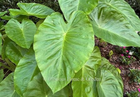 Colocasia esculenta 'Maui Gold'