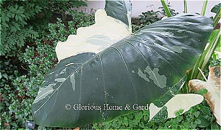 Colocasia esculenta 'Milky Way'