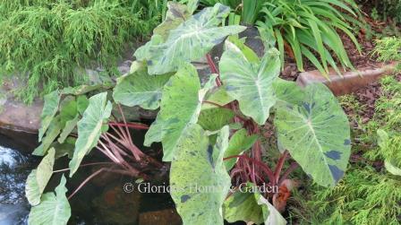 Colocasia esculenta 'Mojito'