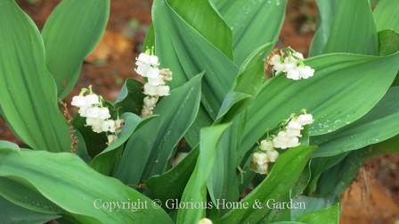 Convallaria majalis