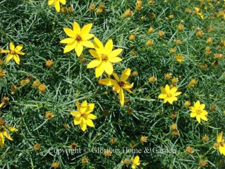 Coreopsis verticillata 'Zagreb'