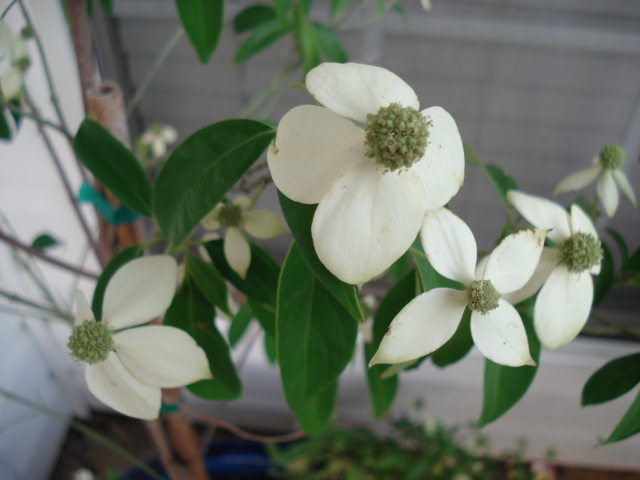 Cornus angustata 'Empress of China'