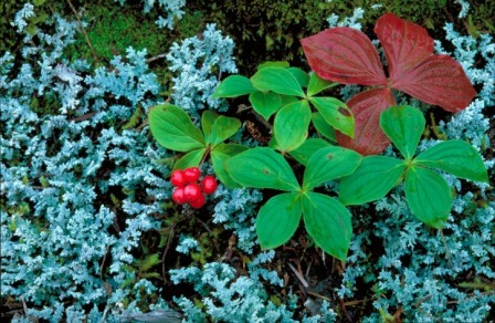 Cornus canadensis