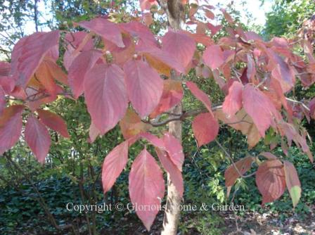 Cornus florida