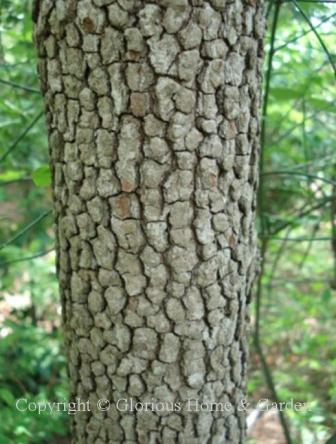 Cornus florida, flowering dogwood bark