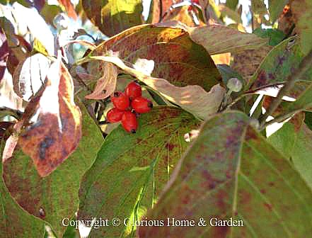 Cornus florida