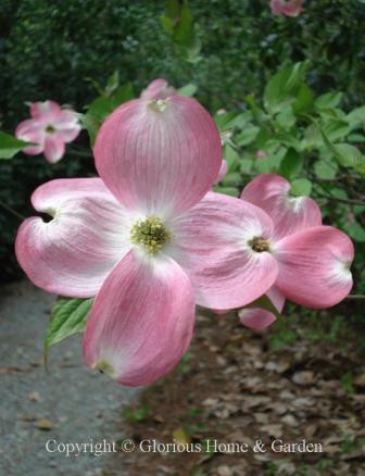 Cornus florida var. rubra