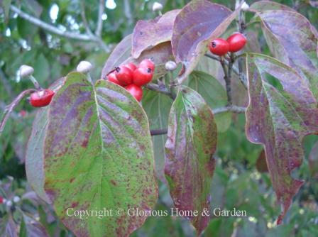 Cornus florida