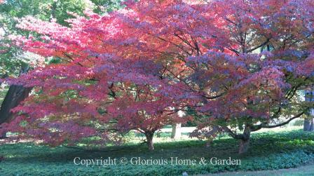 Cornus kousa