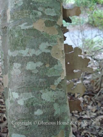 Cornus kousa bark