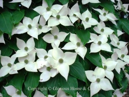 Cornus kousa