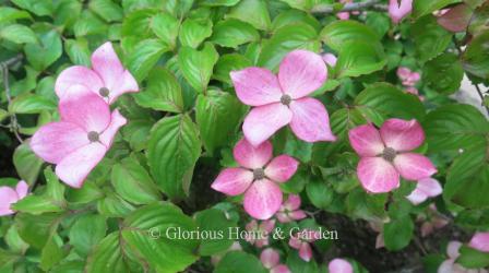 Cornus kousa 'Miss Satomi'