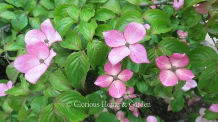 Cornus kousa 'Miss Satomi'