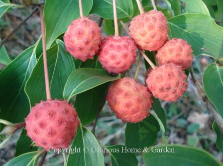 Cornus kousa