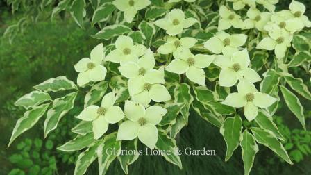 Cornus kousa 'Wolf Eyes'