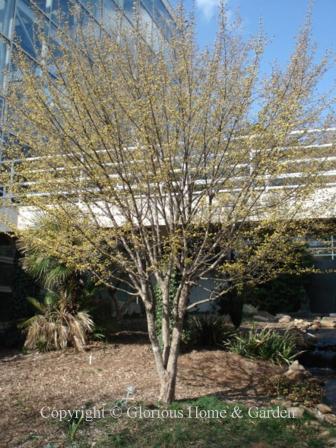 Cornus mas, corneliancherry dogwood