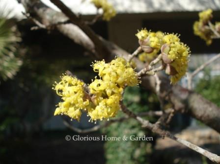 Cornus mas 'Redbird' lights up the winter garden in sunshine yellow.