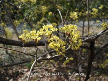 Cornus officinalis, Cornel dogwood