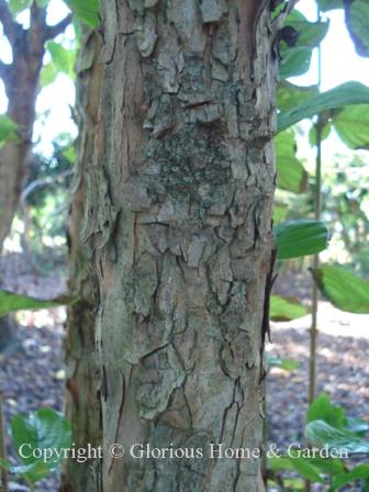 Cornus officinalis bark