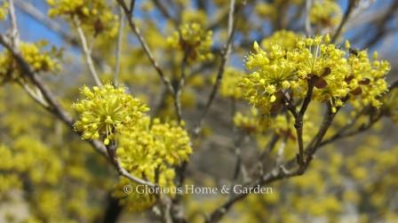Cornus officinalis ‘Kintoki,’ is a Japanese cultivar, has vivid yellow blooms and makes a showier specimen than the species.