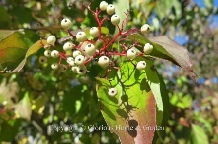 Cornus racemosa