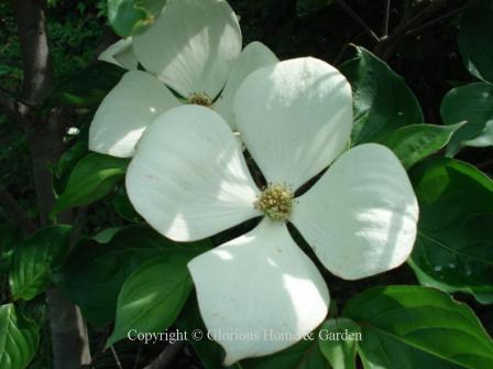 Cornus 'Venus'