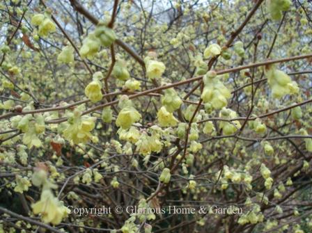 Corylopsis pauciflora