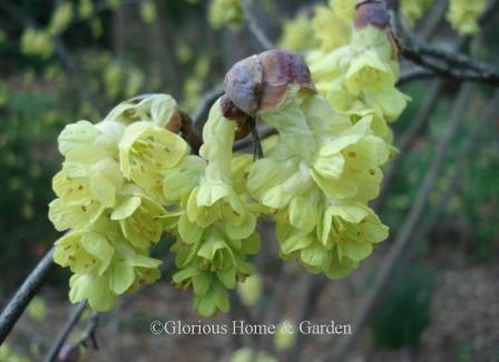Corylopsis spicata