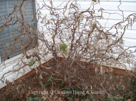 Corylus avellana bark