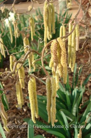 Corylus avellana
