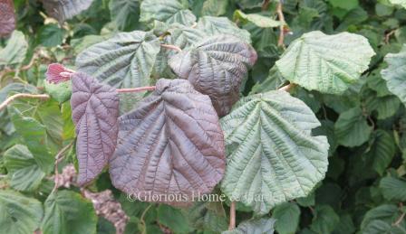 Corylus avellana 'Red Dragon'