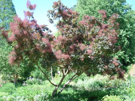 Cotinus coggygria 'Grace'