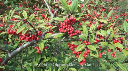 Cotoneaster salicifolius