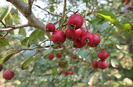 Crataegus crusgalli 'Hooks'