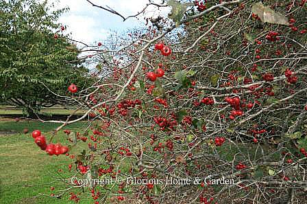 Crataegus phaenopyrum