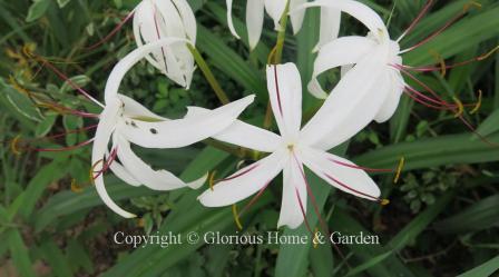 Crinum americanum